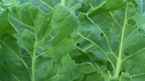 CLOSE UP: Perforated green cabbage leaves due to attack of vegetable parasite Stock Footage 203801179