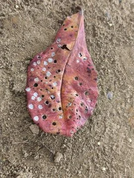 Close-up of Perforated Reddish-brown Leaf on Textured Soil Foto stock