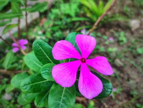 Close up of periwinkle flower cap Stock Photos