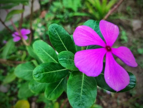 Close up of periwinkle flower cap Stock Photos