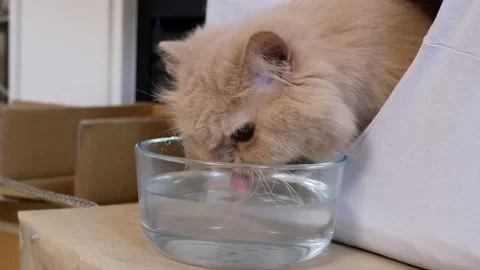 Close up Persian cat drinking water with 4k resolution Stock Footage 163318756