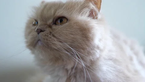 Close up Persian cat head staring at people with 4k resolution Stock Footage 209868175