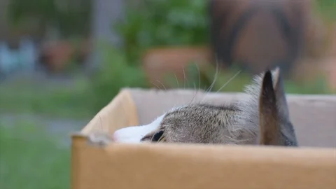 Close up Persian cat or thai cat in the box on blurred background. Stock Footage 114355973