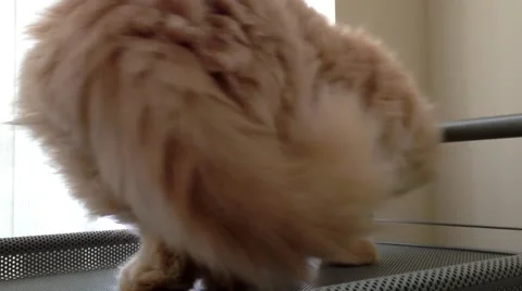 Close up persian cat prepare to sleep Stock Footage 52670321