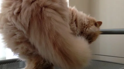Close up persian cat prepare to sleep 스톡 동영상 52670585
