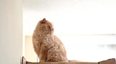 Close up persian cat reaction Stock Footage 53204822