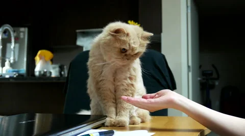 Close up persian cat shaking hand with people on table Video stock 67559581