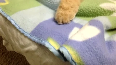 Close up persian cat sleeping on bed Stock Footage 54134473