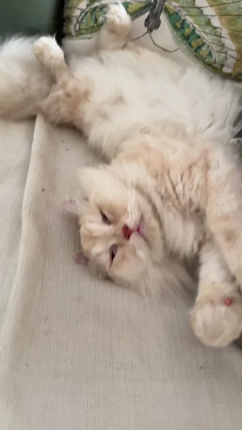 Close up of a Persian cat sleeping in a deep sleep Stock Footage 317609170