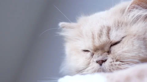 Close up persian cat sleepy face on cat tree with 4k resolution Stock Footage 135849570