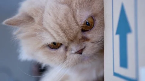 Close up persian cat smelling box with funny face 動画素材 75457753