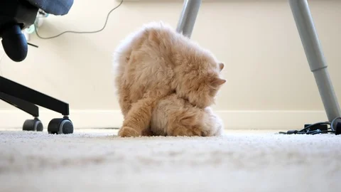 Close up persian cat washes and licks paw under table with 4k resolution. Stock Footage 77085279