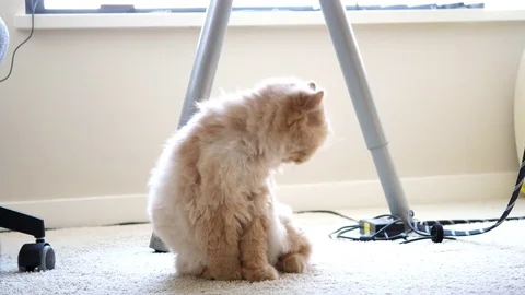 Close up persian cat washes and licks paw under table with 4k resolution. Video stock 77106115