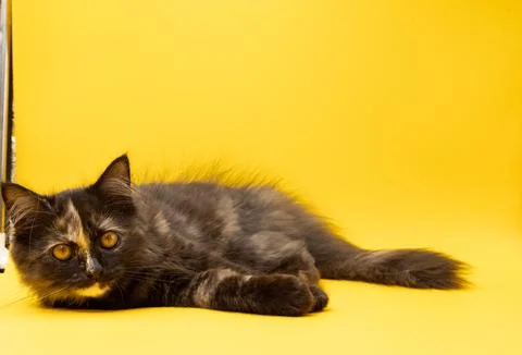 Close up of a persian kitten lying down and looking in the front against a .. Stock Photos