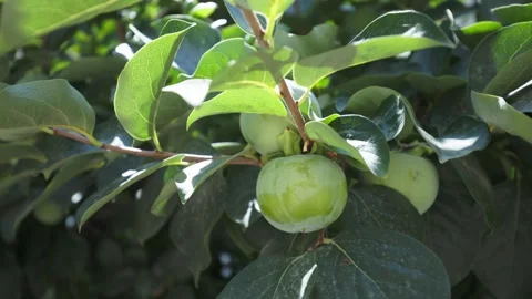 Close Up of Persimmon Fruit Growing on Tree Branch in Warm Sunny Daylight Vídeos de archivo 346104725