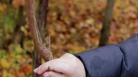 Close-up of a person breaking thin branches on a tree in an autumn forest w.. Stock Footage 321833853