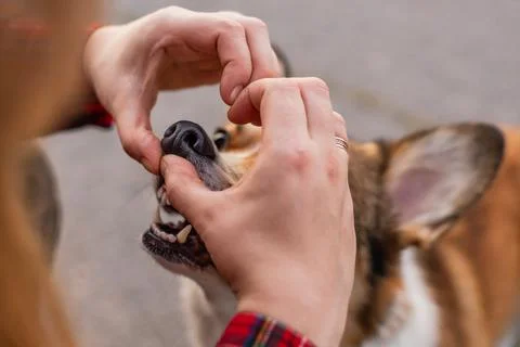 Close up of a person checking the teeth of a Pembroke Welsh Corgi dog with .. Stock Photos