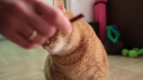 Close-up of a person feeding an orange tabby cat a treat indoors Stock Footage 338433720