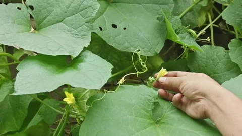 Close-up of Person Hand Examining Fresh Blooming Yellow Luffa Flower on Vin.. Video stock 337953530