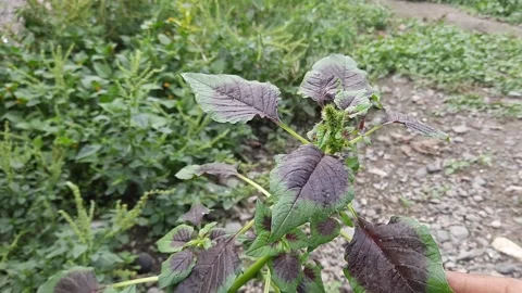 Close-up of a person hand gently holding organic red amaranth leaves in a g.. Video stock 337952226