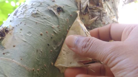 Close up person hand pulling peeling dry birch tree trunk bark skin in winter Stock Footage 161881709