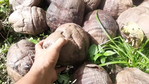 Close-up of a person hand selecting and holding mature brown coconut in pla.. Vídeo Stock 337952329
