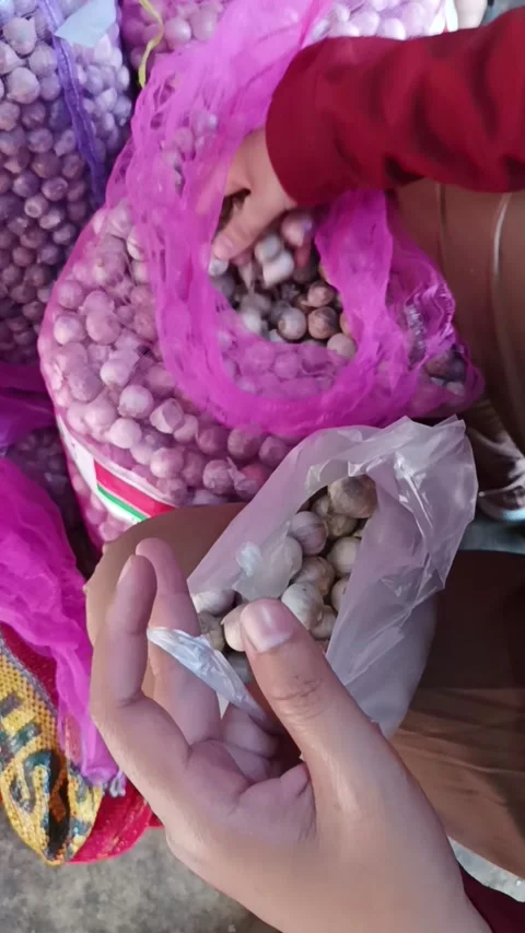 Close up of person hands picking solo garlic into a plastic bag Stock Footage 334094120