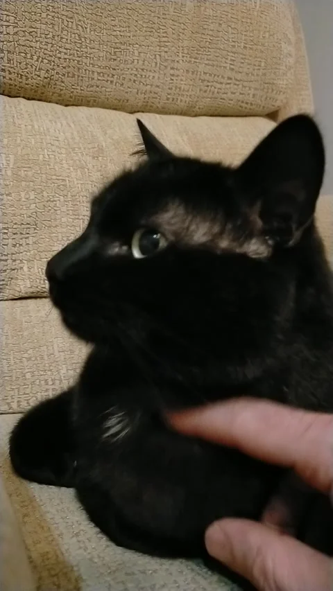 Close up of person hands stroking a black cat for relaxation and stress relief. Stock Footage 327190614