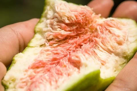 Close up person holding delicious fig fruit concept photo Stock Photos
