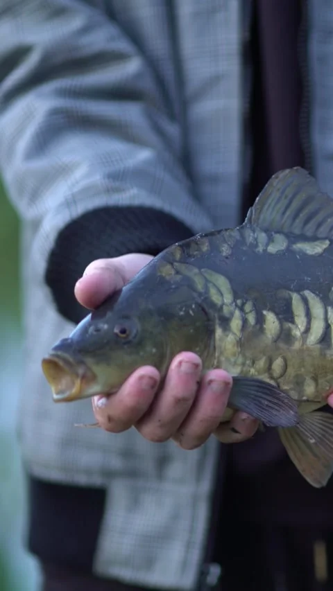 Close-up of a person holding a large common carp with detailed scales Vídeo Stock 341903267