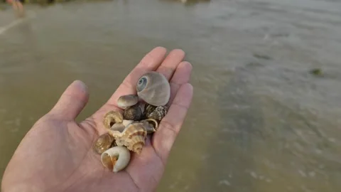 Close-up of a person holding seashells and crabs in their hands on the beach. Stock Footage 344827189