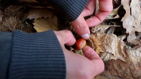 Close-up of person opening a chestnut on ground full of autumn leaves Video stock 172080904
