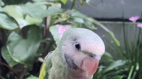 Close up of a person playing and interacting with a pet parrot 스톡 동영상 336976109