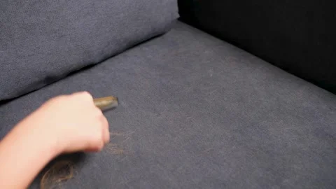 Close up of a person using a special brush to clean cat or dog hair from a dark 库存影片 329440735