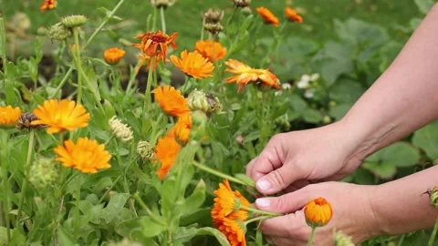 Close-up of a person’s hand picking orange calendula flowers. Stock Footage 344873404