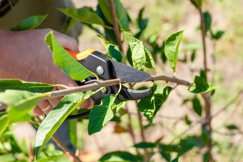 Close up of persons hand pruning peach tree branch with pruning shears, garden Stock Photos