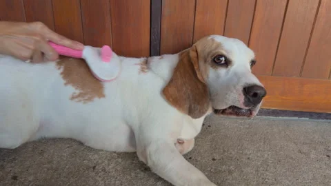Close-up of a person's hand using a comb to groom a dog. Stock Footage 318380856