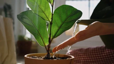 Close-up of a persons hands carefully watering a beautiful fiddle leaf fig plant Stock Footage 318674169