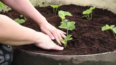 Close-up of a person’s hands holding a strawberry runner. Stock Footage 344873405