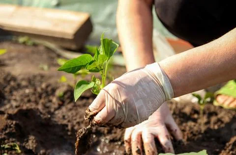 Close up of a person's hands in protective gloves planting a young green se.. Stock Photos