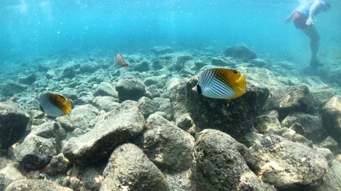 Close perspective of Butterfly Fish and Yellow Tang swimming in shallow ocean 4K Stock Footage 98431448
