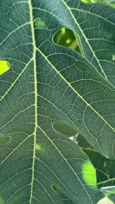 A close up perspective captures a papaya leaf moving slowly with the breeze in Stock Footage 327138043