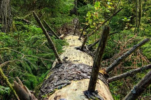 Close up perspective of fallen tree trunk surrounded by dense green forest .. Foto stock