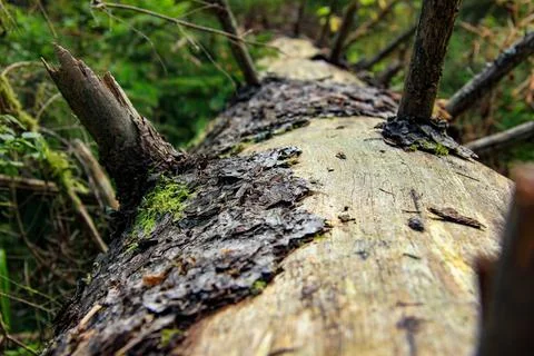 Close up perspective of fallen tree trunk surrounded by dense green forest .. Foto stock