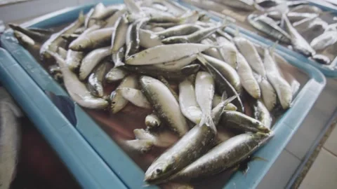 Close Up Perspective of Freshly Seafood Commodity for Sale in Indonesia Stock Footage 341669109
