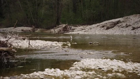 Close Perspective Of Gentle River Stream Over Pebbles Stock Footage 310231853