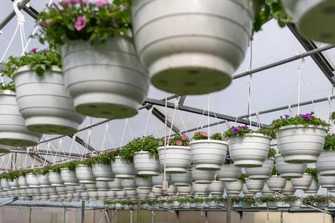 Close perspective of hanging flower baskets in greenhouse Stock Photos