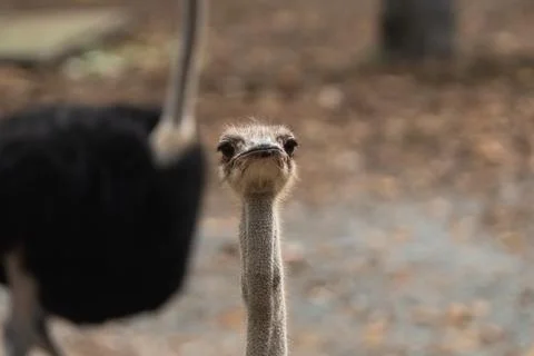 Close-Up Perspective of an Ostrich with Unique Features and Texture Capture.. Stock Photos