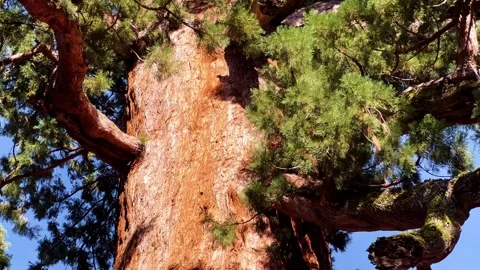 Close Perspective of Sequoia Tree Trunk with Branches and Canopy Stock Footage 332791937