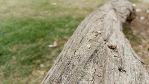 Close perspective shot looking down fallen rough wooden log grass park Stock Photos